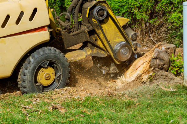 Dead Tree Removal in Estero, FL